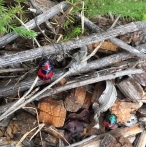 Choerocoris paganus at Cotter River, ACT - 22 Feb 2022