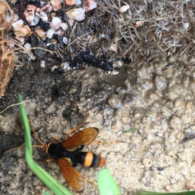 Cryptocheilus sp. (genus) (Spider wasp) at Lower Cotter Catchment - 12 Nov 2021 by ThomasMungoven