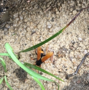 Cryptocheilus sp. (genus) at Cotter River, ACT - 12 Nov 2021 11:12 AM