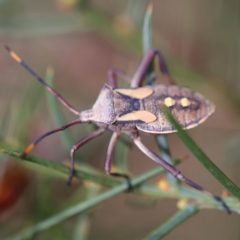 Mictis profana (Crusader Bug) at O'Connor, ACT - 26 Feb 2022 by ibaird