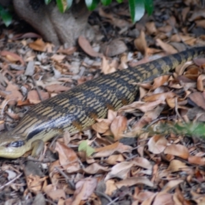 Tiliqua scincoides scincoides at Aranda, ACT - 28 Feb 2022 06:19 PM