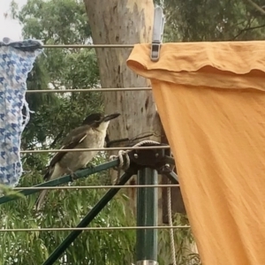 Cracticus torquatus at Aranda, ACT - 1 Mar 2022