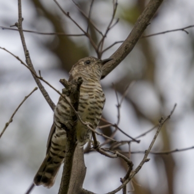 Chrysococcyx lucidus (Shining Bronze-Cuckoo) at West Stromlo - 26 Feb 2022 by trevsci