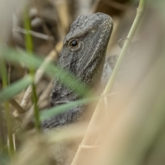 Amphibolurus muricatus (Jacky Lizard) at Stromlo, ACT - 27 Feb 2022 by trevsci