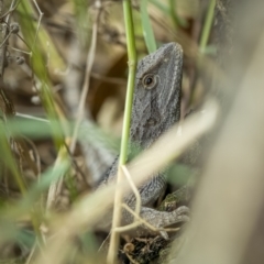 Amphibolurus muricatus at Stromlo, ACT - 27 Feb 2022