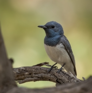 Myiagra rubecula at Stromlo, ACT - 27 Feb 2022