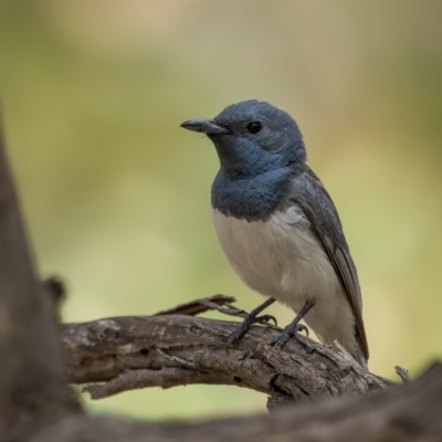 Myiagra rubecula (Leaden Flycatcher) at West Stromlo - 27 Feb 2022 by trevsci