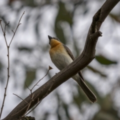 Myiagra rubecula at Stromlo, ACT - 27 Feb 2022