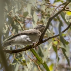 Myiagra rubecula at Stromlo, ACT - 27 Feb 2022