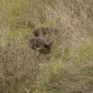 Sus scrofa at Stromlo, ACT - suppressed