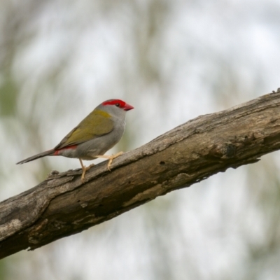 Neochmia temporalis (Red-browed Finch) at West Stromlo - 27 Feb 2022 by trevsci