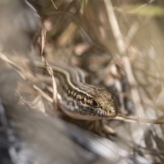 Ctenotus robustus (Robust Striped-skink) at Stony Creek - 27 Feb 2022 by trevsci