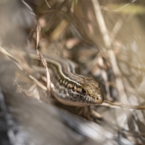 Ctenotus robustus at Stromlo, ACT - 27 Feb 2022 01:00 PM