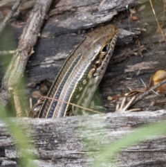 Ctenotus robustus at Stromlo, ACT - 27 Feb 2022 01:00 PM