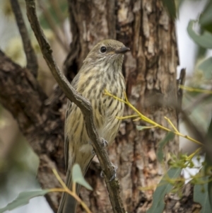 Pachycephala rufiventris at Stromlo, ACT - 27 Feb 2022 11:30 AM