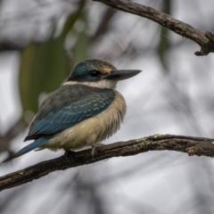 Todiramphus sanctus (Sacred Kingfisher) at West Stromlo - 27 Feb 2022 by trevsci