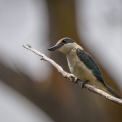 Todiramphus sanctus at Stromlo, ACT - 27 Feb 2022