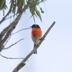 Petroica boodang (Scarlet Robin) at West Stromlo - 27 Feb 2022 by trevsci