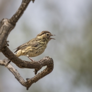 Pyrrholaemus sagittatus at Stromlo, ACT - 27 Feb 2022