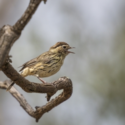 Pyrrholaemus sagittatus (Speckled Warbler) at Stromlo, ACT - 27 Feb 2022 by trevsci