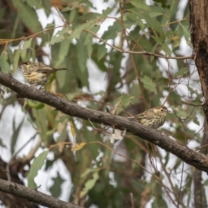 Pyrrholaemus sagittatus at Stromlo, ACT - 27 Feb 2022