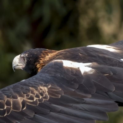 Aquila audax (Wedge-tailed Eagle) at Stony Creek - 26 Feb 2022 by trevsci