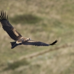 Aquila audax at Stromlo, ACT - 27 Feb 2022