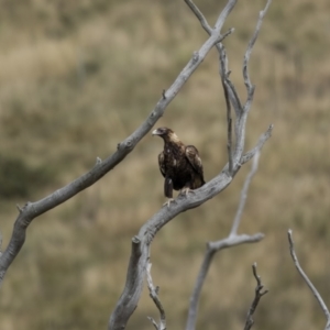 Aquila audax at Stromlo, ACT - 27 Feb 2022