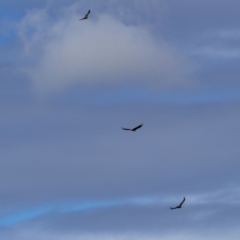 Aquila audax at Stromlo, ACT - 27 Feb 2022