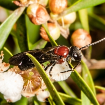 Lasioglossum (Callalictus) callomelittinum (Halictid bee) at Acton, ACT - 1 Mar 2022 by Roger