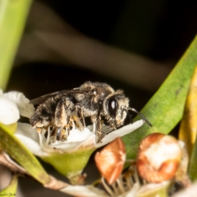 Leioproctus sp. (genus) (Plaster bee) at ANBG - 1 Mar 2022 by Roger
