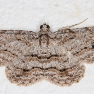 Didymoctenia exsuperata at Melba, ACT - 6 Jan 2022