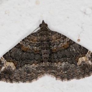 Epyaxa sodaliata at Melba, ACT - 6 Jan 2022 11:02 PM