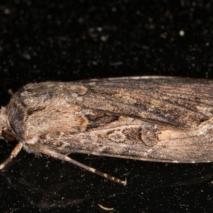 Agrotis munda at Melba, ACT - 6 Jan 2022