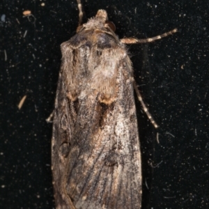 Agrotis munda at Melba, ACT - 6 Jan 2022