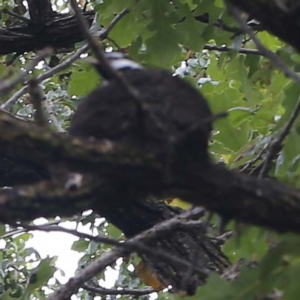 Grallina cyanoleuca at O'Connor, ACT - 27 Feb 2022