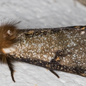 Epicoma contristis at Melba, ACT - 6 Jan 2022