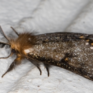 Epicoma contristis at Melba, ACT - 6 Jan 2022 11:04 PM