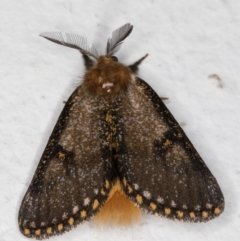 Epicoma contristis at Melba, ACT - 6 Jan 2022