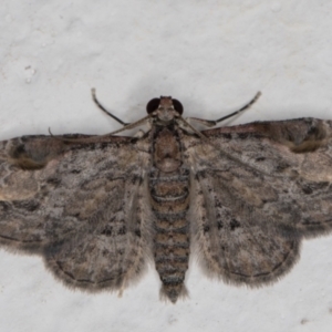 Chloroclystis insigillata at Melba, ACT - 6 Jan 2022 11:05 PM