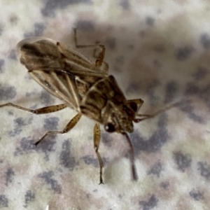 Nysius sp. (genus) at Jerrabomberra, NSW - suppressed