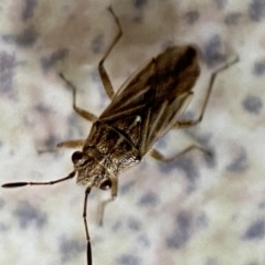 Nysius sp. (genus) at Jerrabomberra, NSW - suppressed