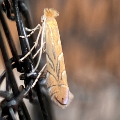 Phyllonorycter messaniella (Zeller's Midget, Gracillariidae) at Jerrabomberra, NSW - 1 Mar 2022 by Steve_Bok