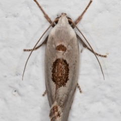 Tymbophora peltastis (A Xyloryctid moth (Xyloryctidae)) at Melba, ACT - 6 Jan 2022 by kasiaaus