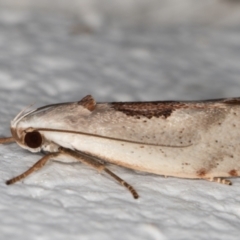 Tymbophora peltastis at Melba, ACT - 6 Jan 2022