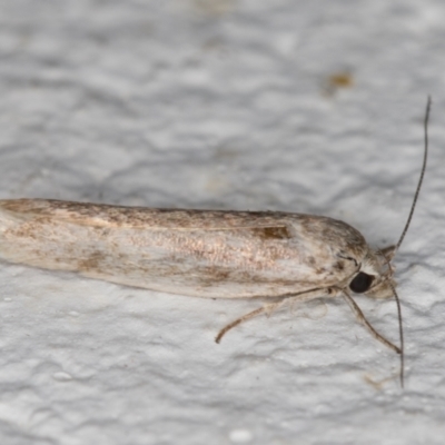 Oecophoridae (family) (Unidentified Oecophorid concealer moth) at Melba, ACT - 6 Jan 2022 by kasiaaus