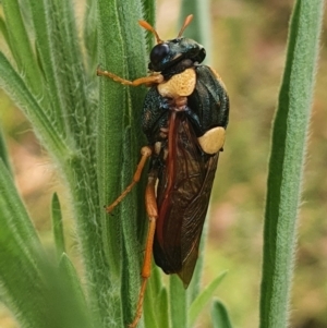 Perga sp. (genus) at Gundaroo, NSW - 7 Feb 2022