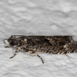 Holocola (genus) at Melba, ACT - 6 Jan 2022 11:11 PM