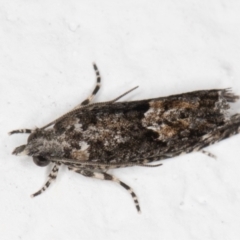 Holocola (genus) at Melba, ACT - 6 Jan 2022