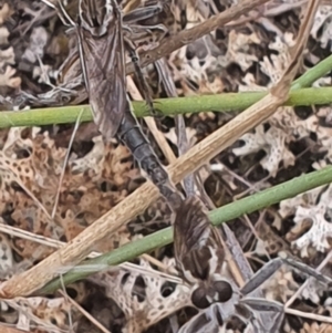 Bathypogon nigrinus at Gundaroo, NSW - 1 Mar 2022 03:56 PM